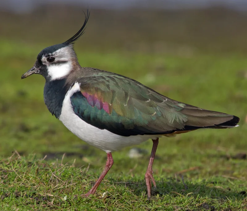 Kiebitz – Landesbund für Vogelschutz